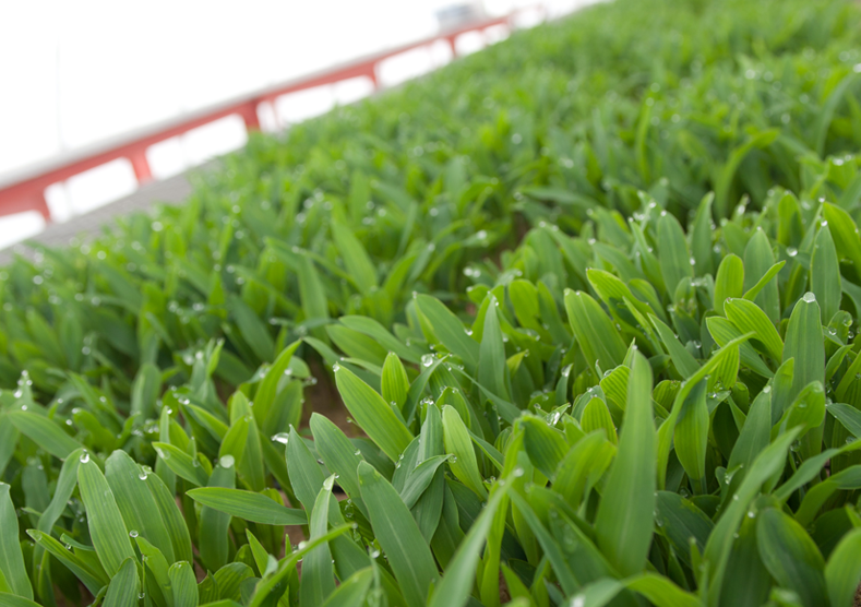Research Close up view of dew on crops