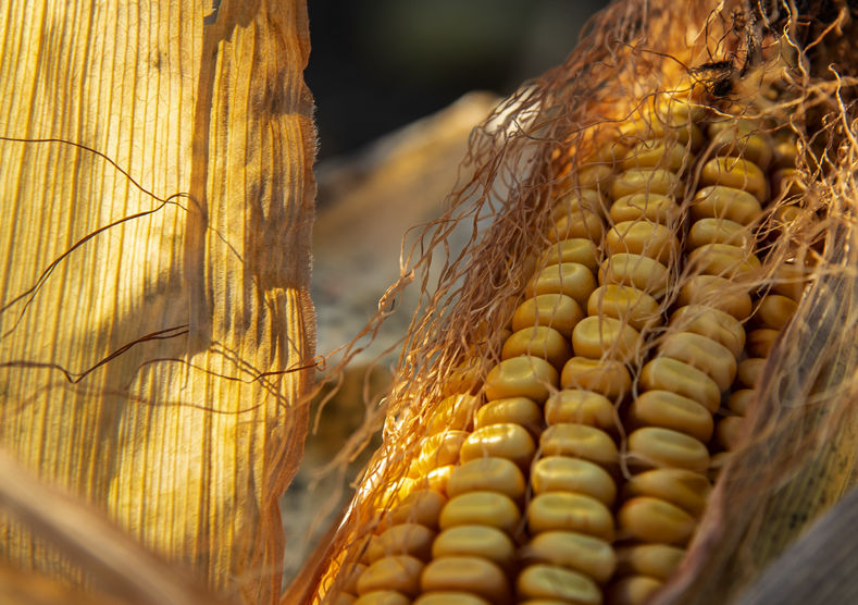 Seed Guide Close up view of an ear of corn