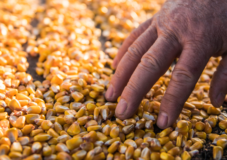 Seed Treatments Farmer brushing hands over corn kernels