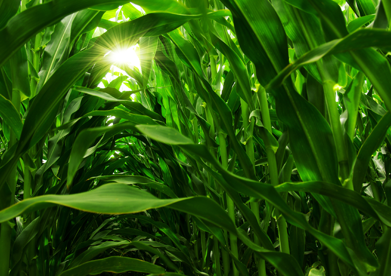 Traits & MOA Sunlight shining through rows of corn