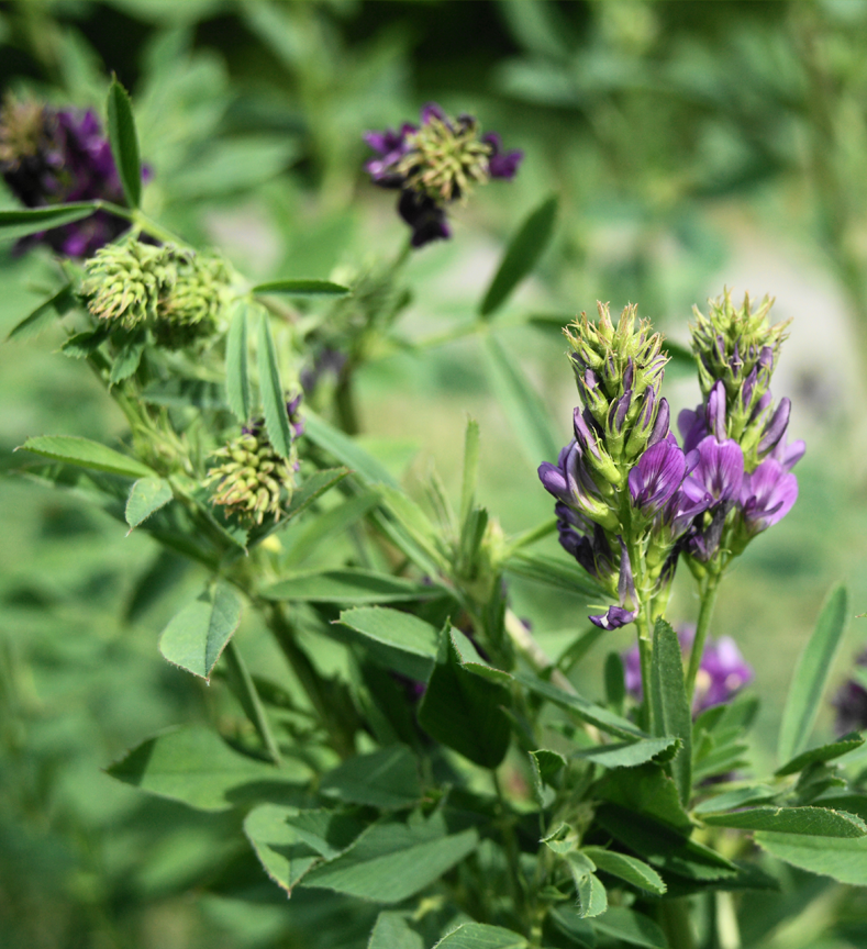 Alfalfa Seed Close up view of alfalfa in bloom
