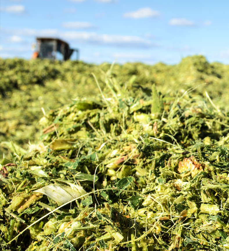 Silage Seed Close up view of silage before fermentation begins