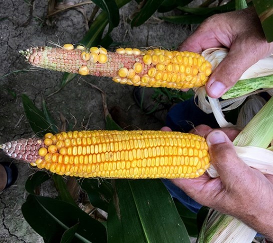 Photo of boron deficient corn