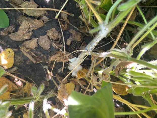 LG Seeds agronomist Justin Schneider says white mold is prevalent throughout Michigan.