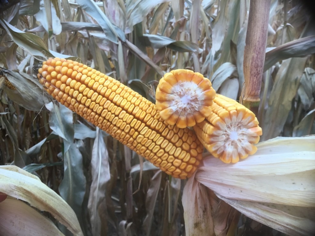 LG30C98VT2RIB is a great hybrid for drought-stressed areas that moves well to western environments.