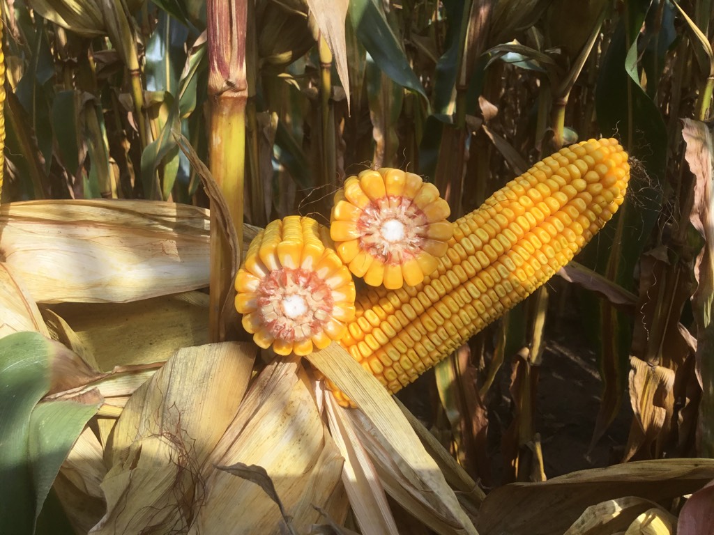 Excellent tar spot tolerance and a solid agronomic package are key features of LG48C87VT2RIB.