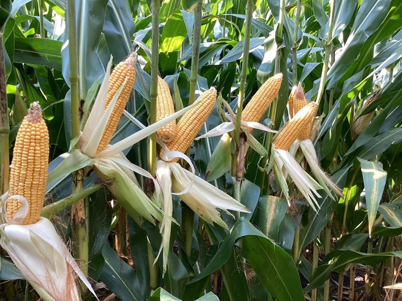 Expected to be a new yield leader for its maturity group, LG64C20-3220EZ is a great option for farmers across the central Corn Belt.