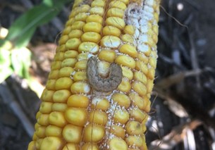 Western Bean Cutworm on corn ear