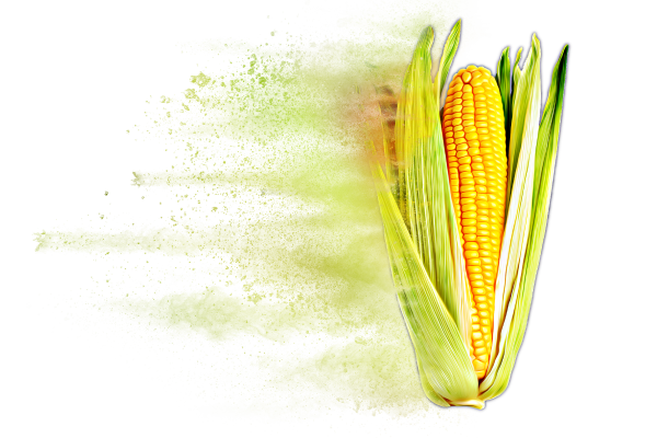 Distressed Corn Hybrid Graphic