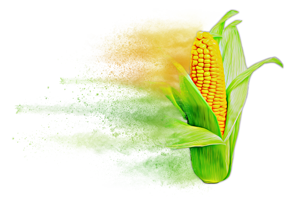 Distressed Corn Hybrid Graphic