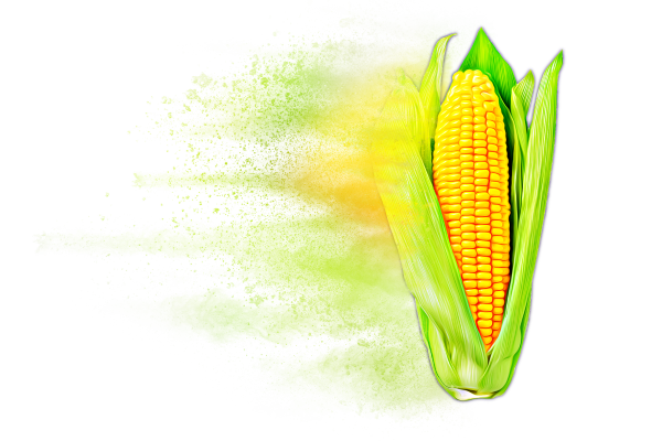 Distressed Corn Hybrid Graphic