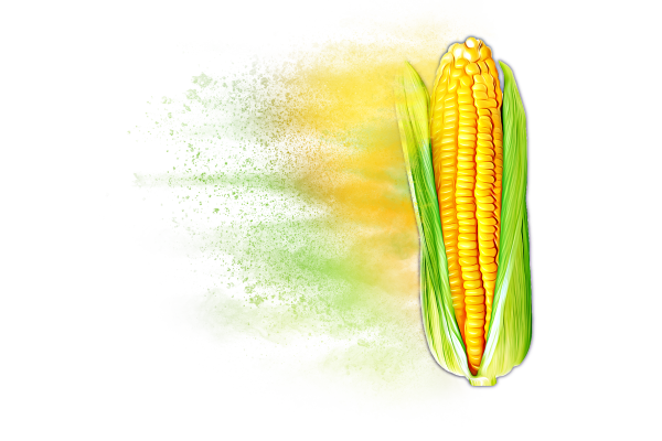 Distressed Corn Hybrid Graphic