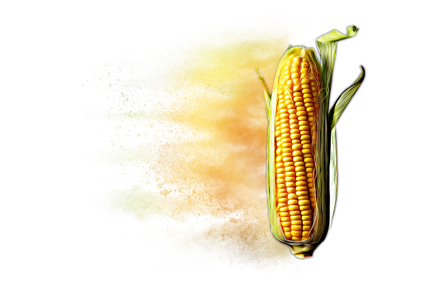 Distressed Corn Hybrid Graphic