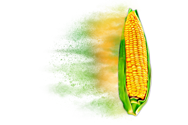 Distressed Corn Hybrid Graphic