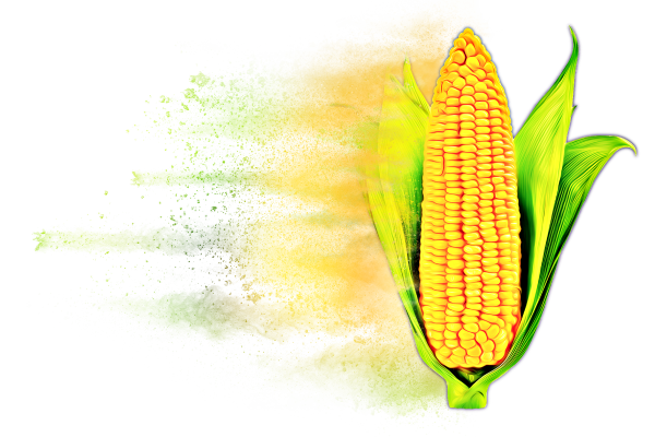 Distressed Corn Hybrid Graphic