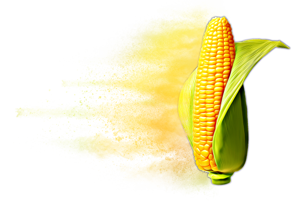 Distressed Corn Hybrid Graphic