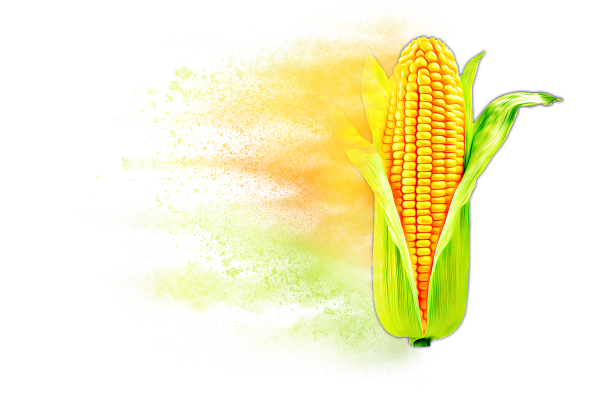 Distressed Corn Hybrid Graphic