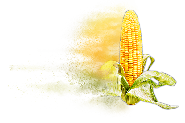 Distressed Corn Hybrid Graphic