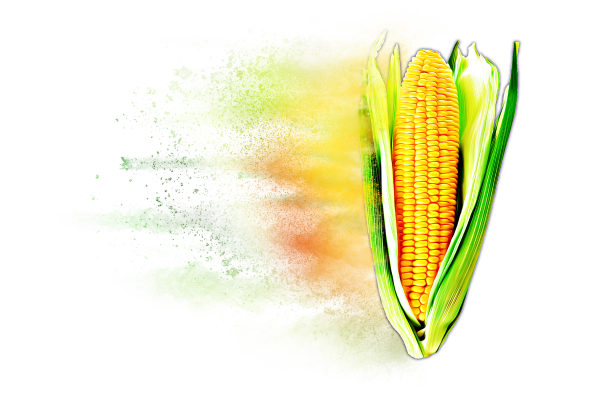 Distressed Corn Hybrid Graphic