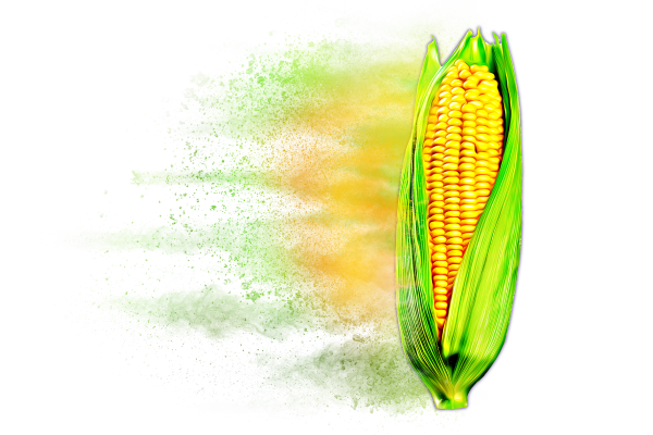 Distressed Corn Hybrid Graphic