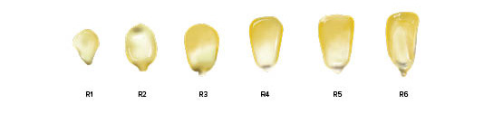 A diagram of corn kernels during different reproductive stages from R1 to R6