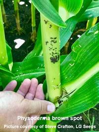 Physoderma Brown Spot