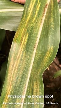 Physoderma Brown Spot