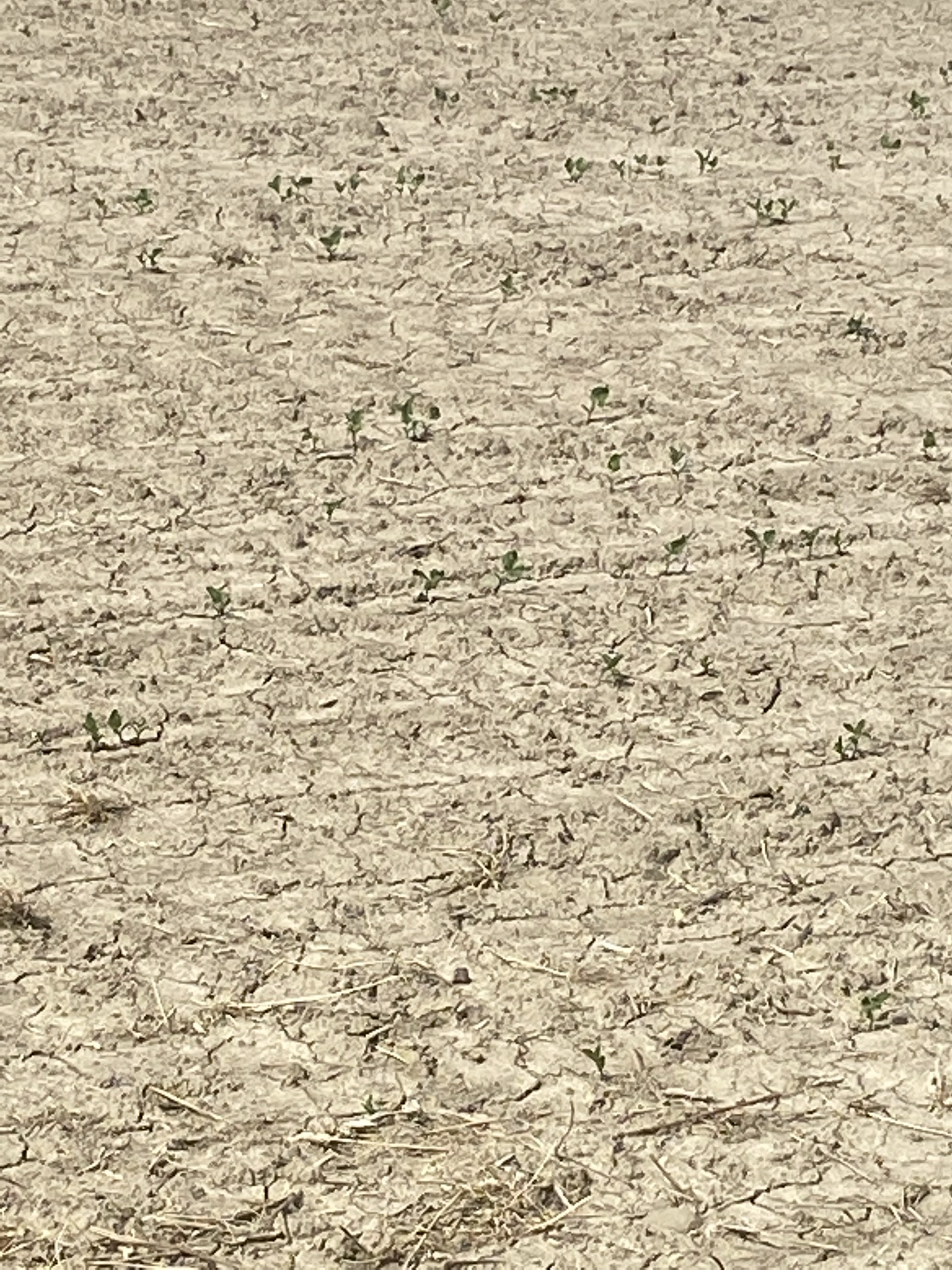 CrustedField A crusted field