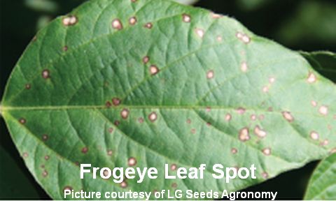 frogeye leaf spot frogeye leaf spot