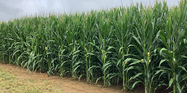 A field of healthy corn