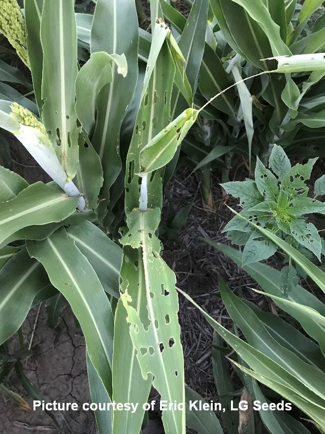 Sorghum Headworm 1 cited