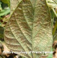 Spider Mites 2 cited Spider Mites 2 cited