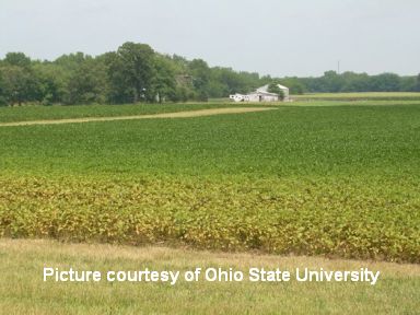 Spider Mites 3 cited