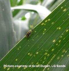 corn rootworm larvae