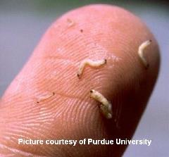 corn rootworm larvae