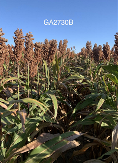 sorghum