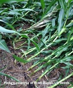 corn rootworm larvae