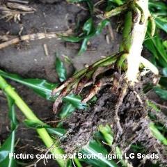 corn rootworm larvae