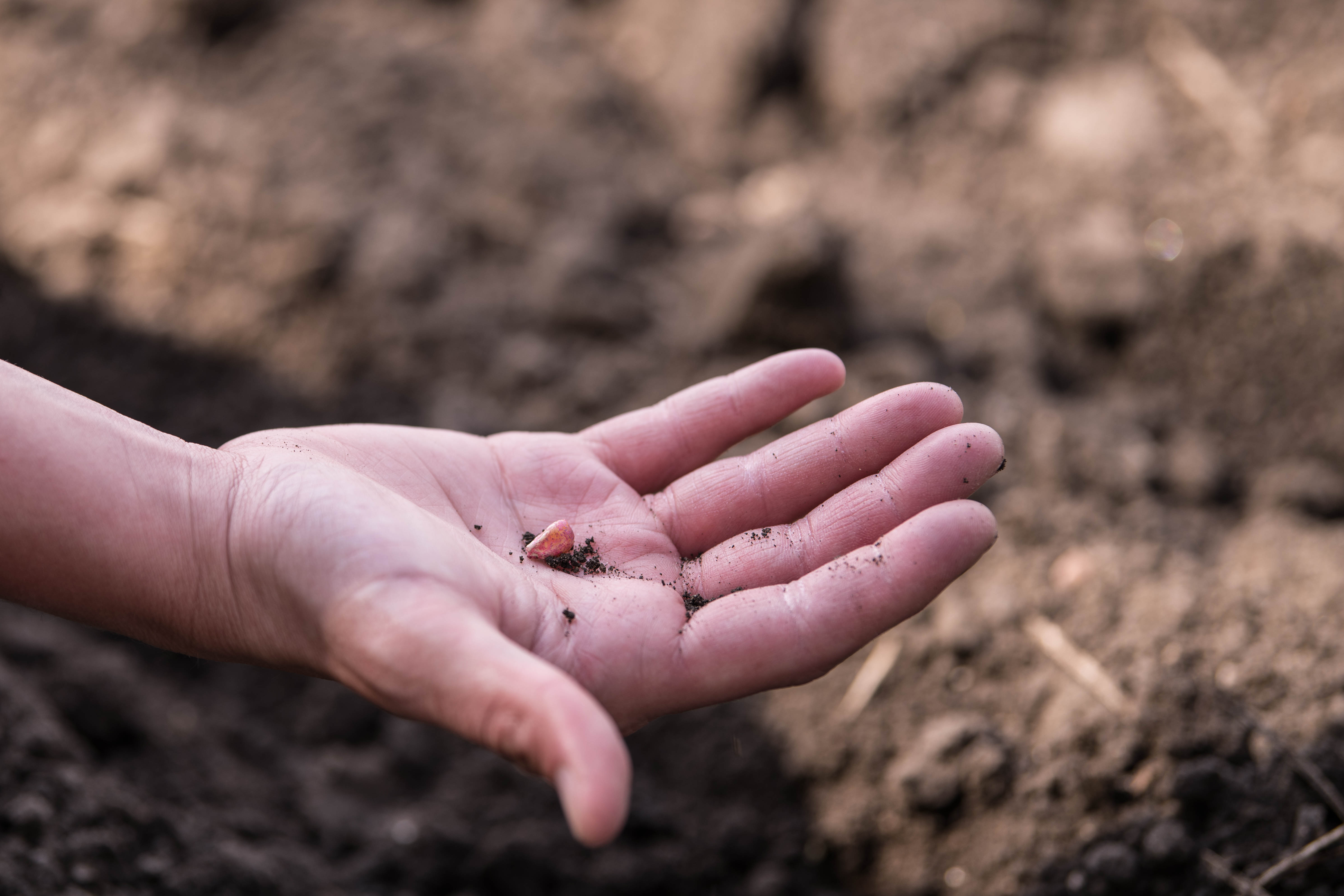 Corn Seed