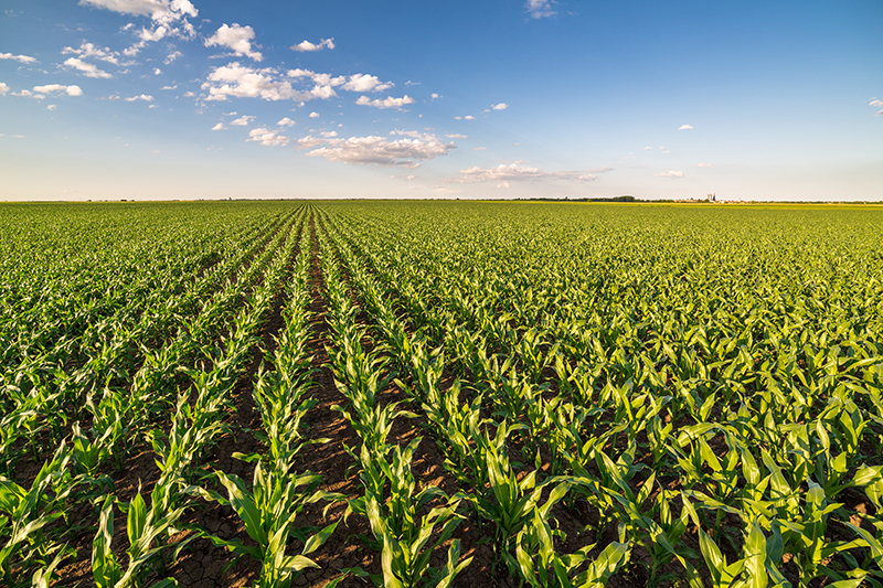 growing field corn in early stages