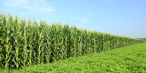 corn field