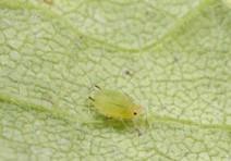 aphids