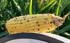 corn, harvest, management, seed corn
