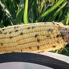 corn rootworm1x1