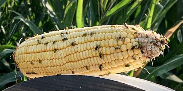 corn rootworm600x300