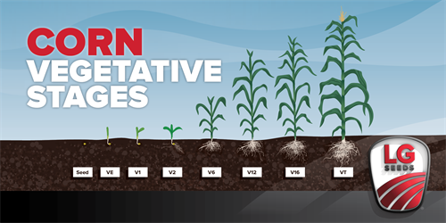 Photo of vegetative corn stages from LG Seeds