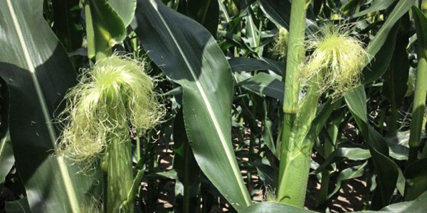 cornrootworm_silks