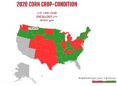 corn crop condition