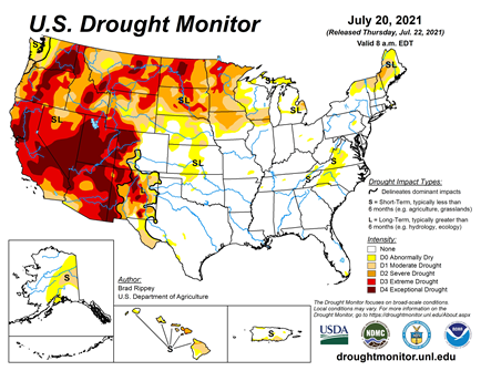 Drought Stress During Corn Pollination