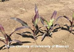 Fallow Corn 1 cited Fallow Corn 1 cited